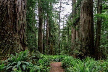 Serene Forest Path: Lush, Mossy Redwoods Lead to a Solitary Hiker