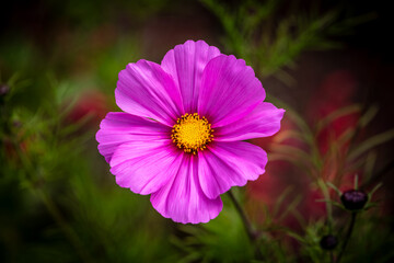 Close-up of a vibrant pink wildflower with yellow center, set against a blurred backdrop of green foliage.