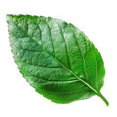 Obraz premium Close-up of a vibrant green leaf. Detailed veins, sharp edges. Healthy, lush foliage