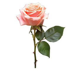 Single, delicate peach-pink rose, vibrant green leaves