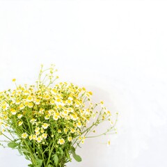 Delicate bouquet of chamomile