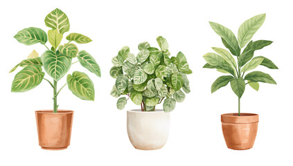 Fototapeta premium Watercolor botanical illustration of three different houseplants in pots on transparent isolated