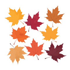 Fototapeta premium Collection of colorful autumn maple leaves in orange, red, and yellow hues displayed on a white backdrop Ideal for seasonal designs and autumnal themes.