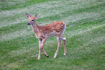 Close up view of a young spotted white-tailed deer fawn with Virginia stickseed burs covering parts of its fur
