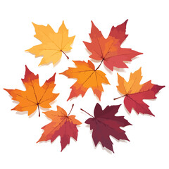 Fototapeta premium Assorted maple leaves displaying a range of vibrant autumn colors are artistically arranged on a clean white background Perfect for seasonal designs and graphics.