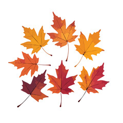 Collection of colorful autumn maple leaves on a white background for seasonal designs, prints and  projects during fall and Thanksgiving.