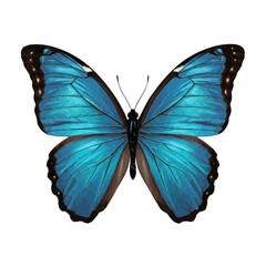 Beautiful Blue Morpho Butterfly Isolated on White Background, Close-up