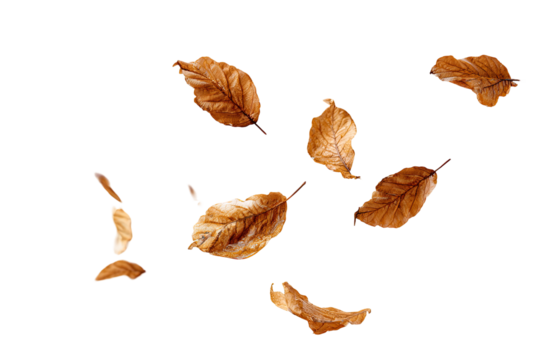 Dried autumn leaves scattered,  a graphic design