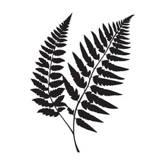 fern leaves logo vector silhouette illustration, fern leaf logo icon silhouette, bracken fern leaf silhouette vector illustration, black silhouette of a fern leaf on white background.