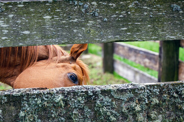 2023-05-19 A BROWN HORSE PEEKING OVER A FENCE RAIL WITH A BRIGHT EYE IN TACOMA WASHINGTON