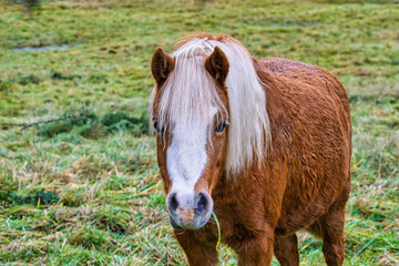 2024-11-27 A STRAIGHT ON SHOT OF A  SMALL BROWN AND WHITE PONY IN STANWOOD WASHINGTON