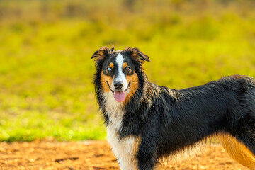 2024-12-31 SIDE SHOT OF A TRI COLORED AUSTRALIAN SHEPARD WITH TWO COLORED EYES AND A NICE COAT WITH A BLURRED GREEN BACKGROUND AT THE OFF LEASH DOG AREA AT MARYMOOR PARK IN REDMOND WASHINGTON