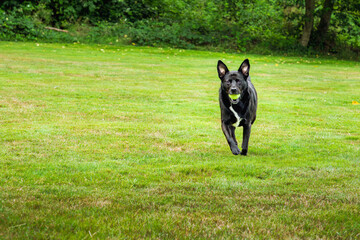 2024-08-27 A LABRADOR BLUE HEELER MIX WITH BRIGHT EYES AND A WHITE STRIPE ON ITS CHEST WALKING TOWARDS THE CAMERA IN A GREEN FIELD IN STANWOOD WASHINGTON