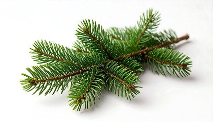 Fresh green fir branch
