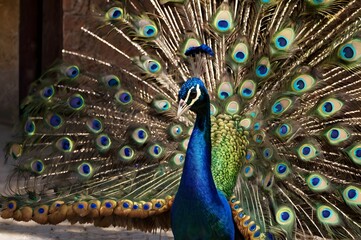 Fototapeta premium Stunning peacock displaying vibrant plumage in natural habitat for exotic bird lovers and nature enthusiasts