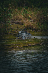 Large saltwater crocodile resting on the muddy riverbank surrounded by grass and mangroves in Cairns, Queensland, Australia.