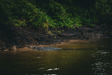 Crocodile partially submerged near the muddy banks of the Cairns river with dense mangrove roots and green foliage above.
