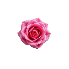 Stunning Pink Rose with Delicate Petals and Lush Green Leaves