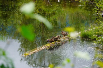 Female Mallard ducks on a log