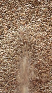 Canary seeds pouring into pile. Closeup view of dry grains falling. 4k vertical concept