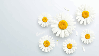 Fototapeta premium Elegant White Daisies with Yellow Centers Scattered on Soft Background, Clean Look