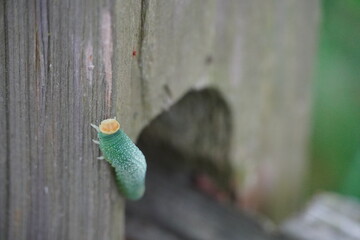 Trichiosoma - Bald Faced Caterpillar - close up 