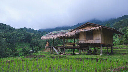 Obraz premium A woman sitting on wooden hut balcony in greenery rice terraces on cloudy day