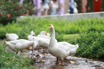 A serene swan glides across a tranquil lake at dawn, its white feathers reflecting softly in calm water, symbolizing peace and beauty.
