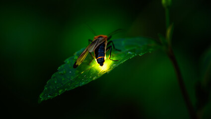 Fototapeta premium Ducks and swans on the surface with fish swimming below in a pond