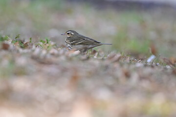 Olive-backed Pipit (Anthus hodgsoni) Standing on Grass in Tokyo, Japan