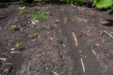 Dried-up land in a field during a summer drought