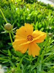 Close-up of a Yellow Coreopsis Flower