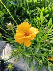 Close-up of a Yellow Coreopsis Flower