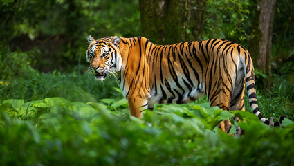 Empty green glass bottle tilted against a white background