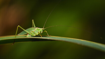 Two majestic tigers sitting together in tall grass black and white