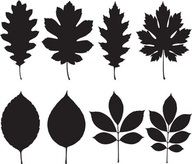 Obraz premium Oak maple and compound leaves oak leaf maple leaf