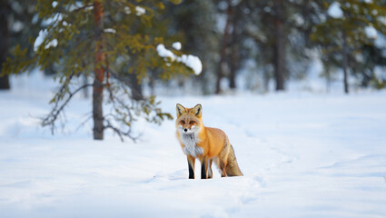 Obraz premium Red fox standing in a snowy winter forest with pine trees