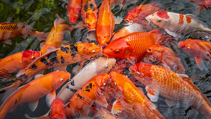 Vibrant koi fish school swimming together in clear water