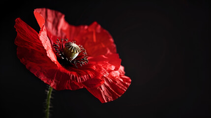 Stunning vibrant red poppy bloom with delicate petals and detailed center