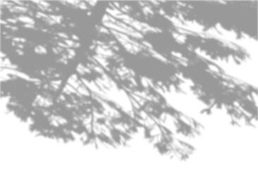 Realistic tree branches shadow blur isolate on transparent backgrounds 3d render