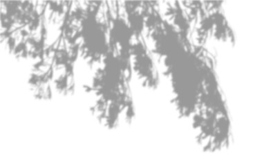 Realistic tree branches shadow blur isolate on transparent backgrounds 3d render