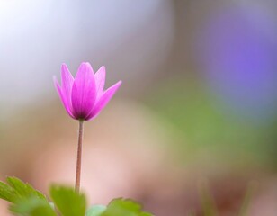 Delicate pink flower