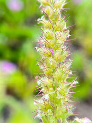 close up of a branch of a tree