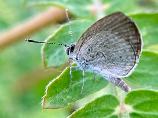 butterfly on a leaf