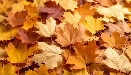 Fototapeta premium Vibrant carpet of fallen autumn maple leaves in warm hues, creating a beautiful natural background for the fall season.