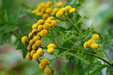 黄色いボンボン咲きの花