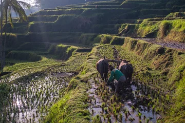 Fototapete Reisfelder Farmer with Water Buffalo Plowing Rice Paddy Terraces  © alpha