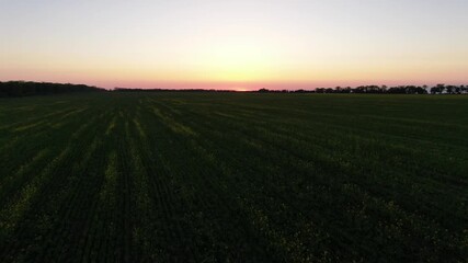 Aerial view of green fields at sunset on sea background in Krasnodar region, Anapa, Russia