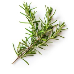 Fototapeta premium Fresh rosemary sprig, vibrant green sprigs on white