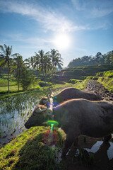 Water Buffalo Working in Indonesian Rice Terraces at Sunrise